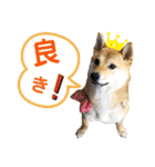 柴犬さく④（個別スタンプ：6）