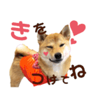 柴犬さく④（個別スタンプ：8）