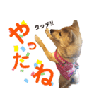 柴犬さく④（個別スタンプ：9）