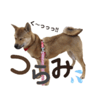 柴犬さく④（個別スタンプ：10）