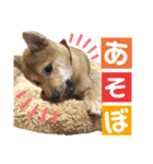 柴犬さく④（個別スタンプ：12）