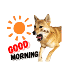 柴犬さく④（個別スタンプ：13）