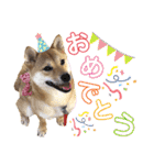 柴犬さく④（個別スタンプ：14）