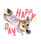 柴犬さく④（個別スタンプ：15）