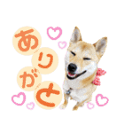 柴犬さく④（個別スタンプ：16）