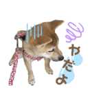 柴犬さく④（個別スタンプ：17）