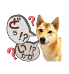 柴犬さく④（個別スタンプ：18）