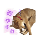 柴犬さく④（個別スタンプ：19）