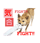 柴犬さく④（個別スタンプ：20）