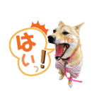 柴犬さく④（個別スタンプ：21）