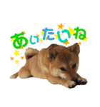 柴犬さく④（個別スタンプ：22）