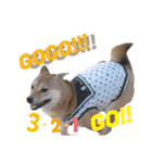 柴犬さく④（個別スタンプ：23）