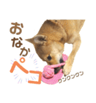 柴犬さく④（個別スタンプ：24）