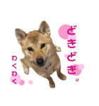 柴犬さく④（個別スタンプ：25）