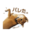 柴犬さく④（個別スタンプ：27）