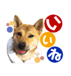 柴犬さく④（個別スタンプ：28）