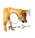 柴犬さく④（個別スタンプ：29）