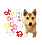 柴犬さく④（個別スタンプ：30）