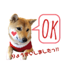 柴犬さく④（個別スタンプ：31）