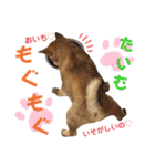 柴犬さく④（個別スタンプ：32）