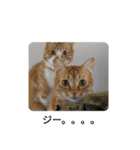 中田家の猫（個別スタンプ：2）