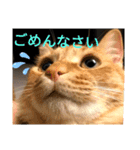 中田家の猫（個別スタンプ：4）