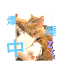 中田家の猫（個別スタンプ：5）