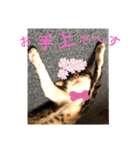 中田家の猫（個別スタンプ：6）