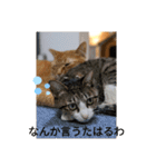 中田家の猫（個別スタンプ：7）