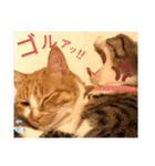 中田家の猫（個別スタンプ：8）