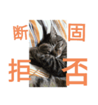 中田家の猫（個別スタンプ：9）