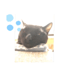中田家の猫（個別スタンプ：12）