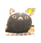 中田家の猫（個別スタンプ：13）