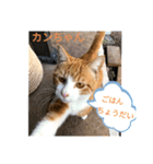 中田家の猫（個別スタンプ：14）