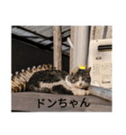 中田家の猫（個別スタンプ：15）