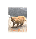 中田家の猫（個別スタンプ：16）