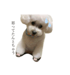 はなこの訴え（個別スタンプ：1）