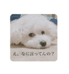 はなこの訴え（個別スタンプ：3）