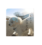 はなこの訴え（個別スタンプ：4）