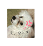 はなこの訴え（個別スタンプ：5）