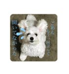 はなこの訴え（個別スタンプ：7）
