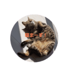 うちの猫メルマロキキ（個別スタンプ：1）