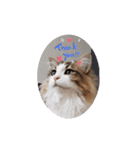 うちの猫メルマロキキ（個別スタンプ：2）