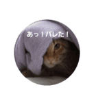 うちの猫メルマロキキ（個別スタンプ：4）