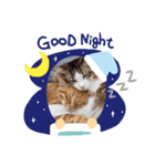 うちの猫メルマロキキ（個別スタンプ：6）