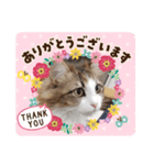 うちの猫メルマロキキ（個別スタンプ：8）