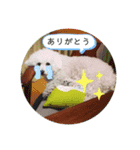 菊池家モモちゃん（個別スタンプ：5）