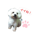 菊池家モモちゃん（個別スタンプ：8）