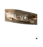 ダックスと暮らす毎日②（個別スタンプ：2）