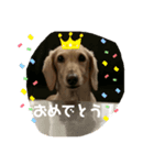 ダックスと暮らす毎日②（個別スタンプ：5）